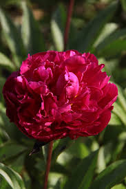 Karl Rosenfield Peony