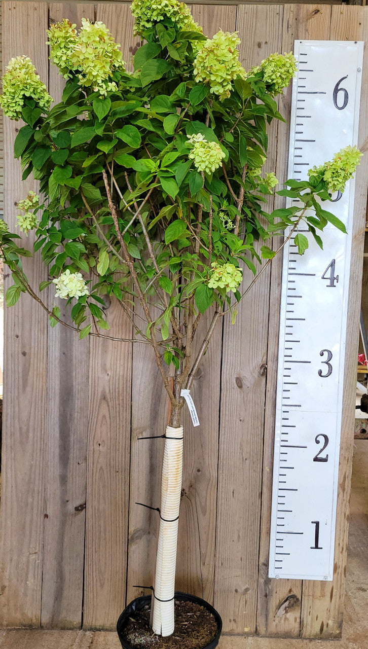 Limelight Hydrangea Tree | Proven Winners® Paniculata Hydrangea
