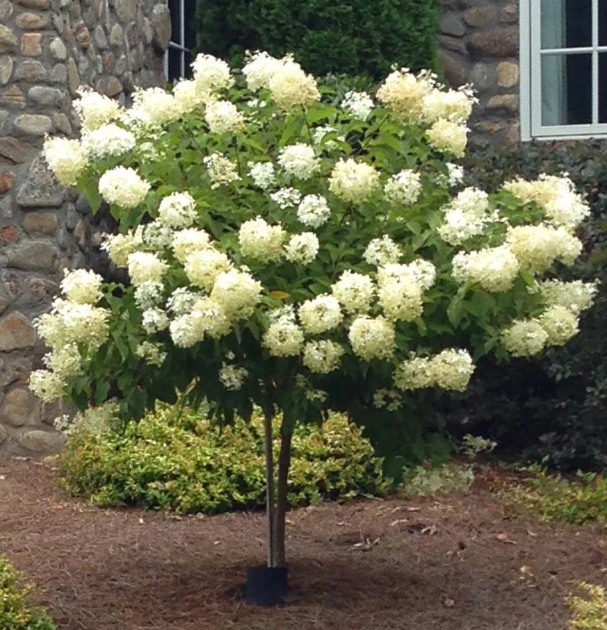 Limelight Hydrangea Tree | Proven Winners® Paniculata Hydrangea