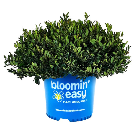 Little Champ™ Distylium | Bloomin' Easy® Collection | Ardent Gardeners