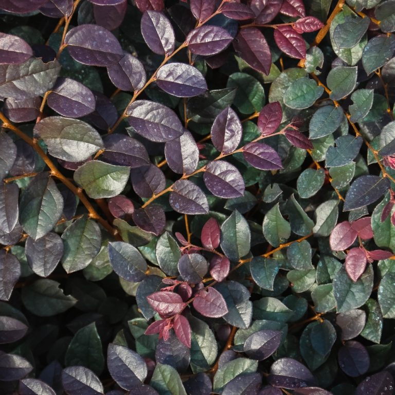 Plum Gorgeous™ Loropetalum – Deep Purple Foliage & Vibrant Pink Flowers