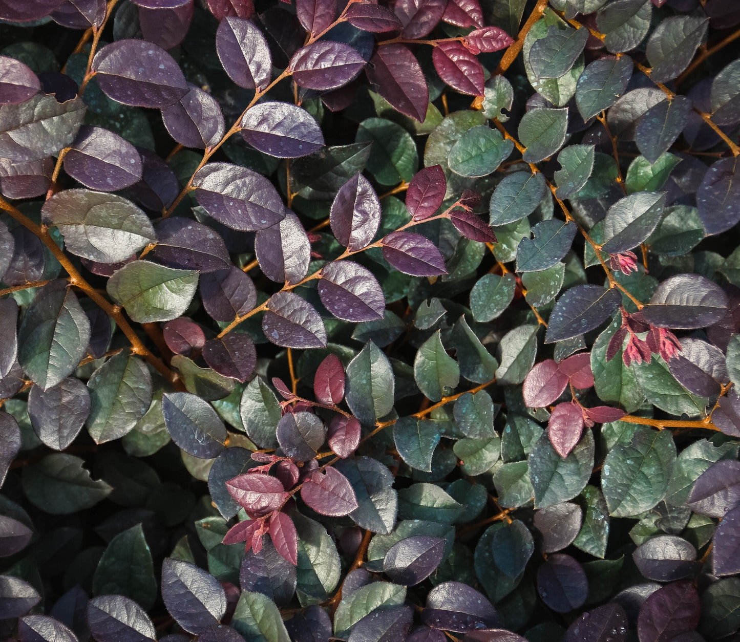 Plum Gorgeous™ Loropetalum