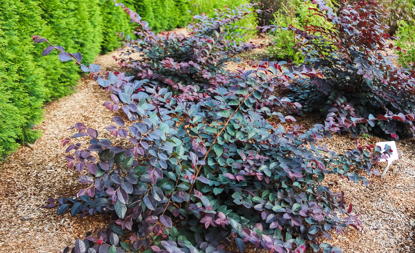 Plum Gorgeous™ Loropetalum