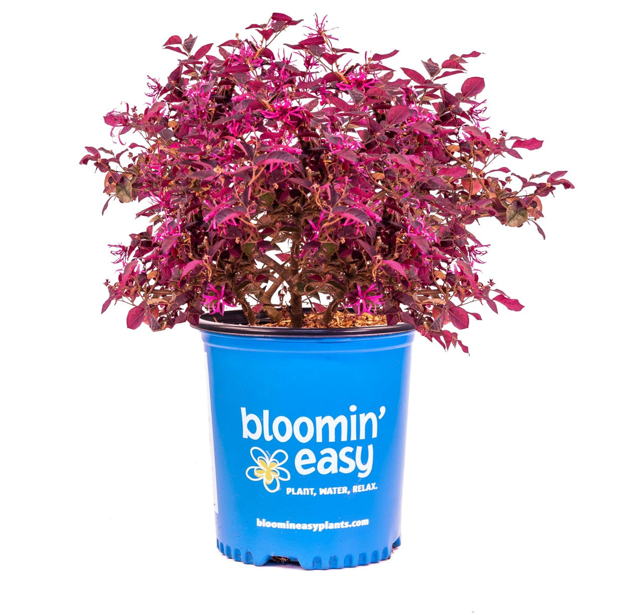 Plum Gorgeous™ Loropetalum