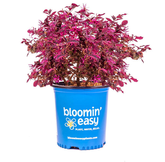 Plum Gorgeous™ Loropetalum