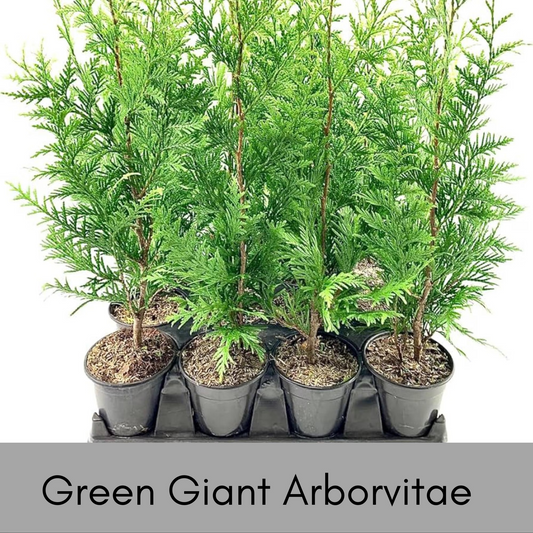 Green Giant Arborvitae | Thuja standishii x plicata