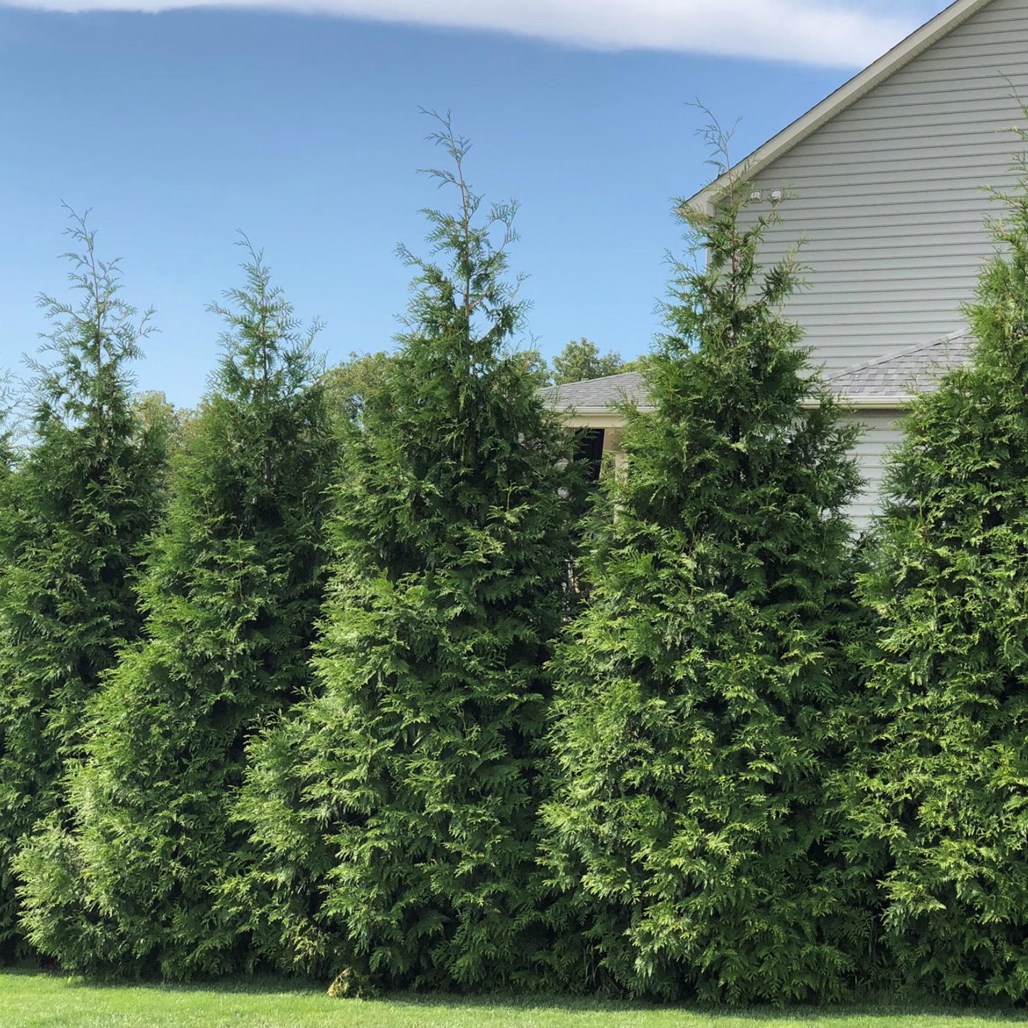 planting arborvitae near house Green Giant Arborvitae