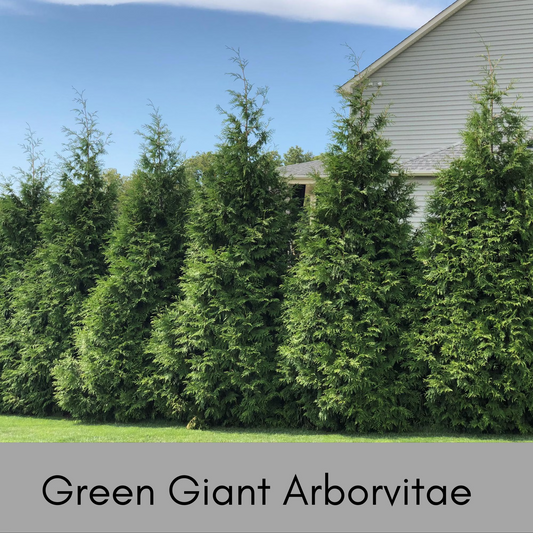 Green Giant Arborvitae – Fast-Growing Privacy Tree | 5” Pot