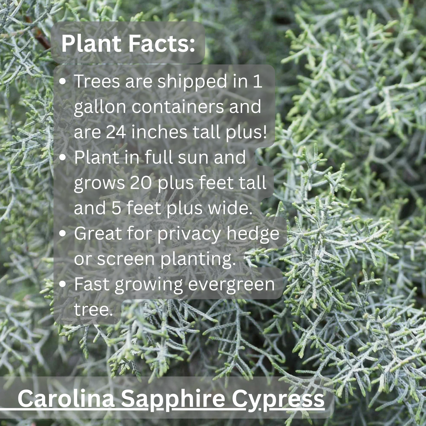 Carolina Sapphire Cypress Tree | Cupressus arizonica ‘Carolina Sapphire’