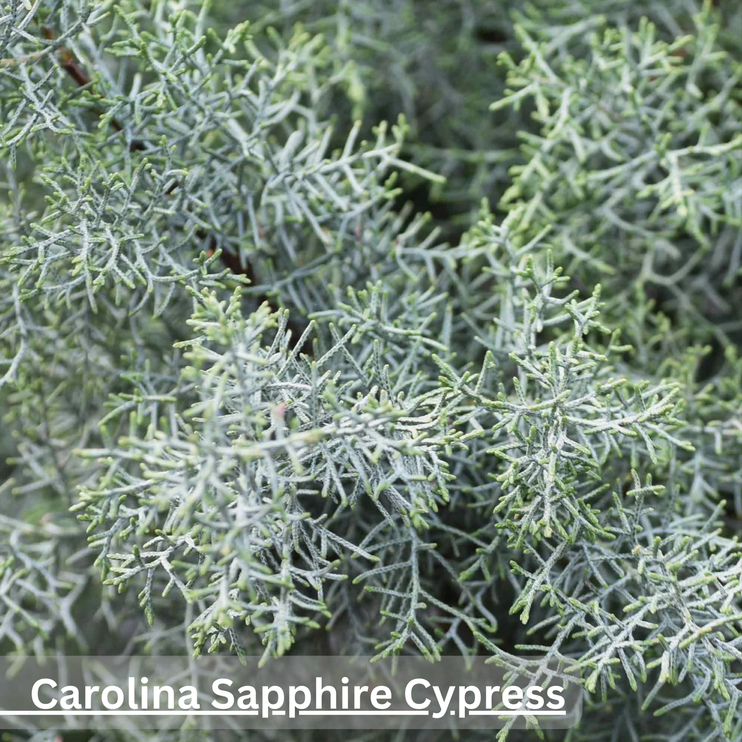 Carolina Sapphire Cypress Tree | Cupressus arizonica ‘Carolina Sapphire’