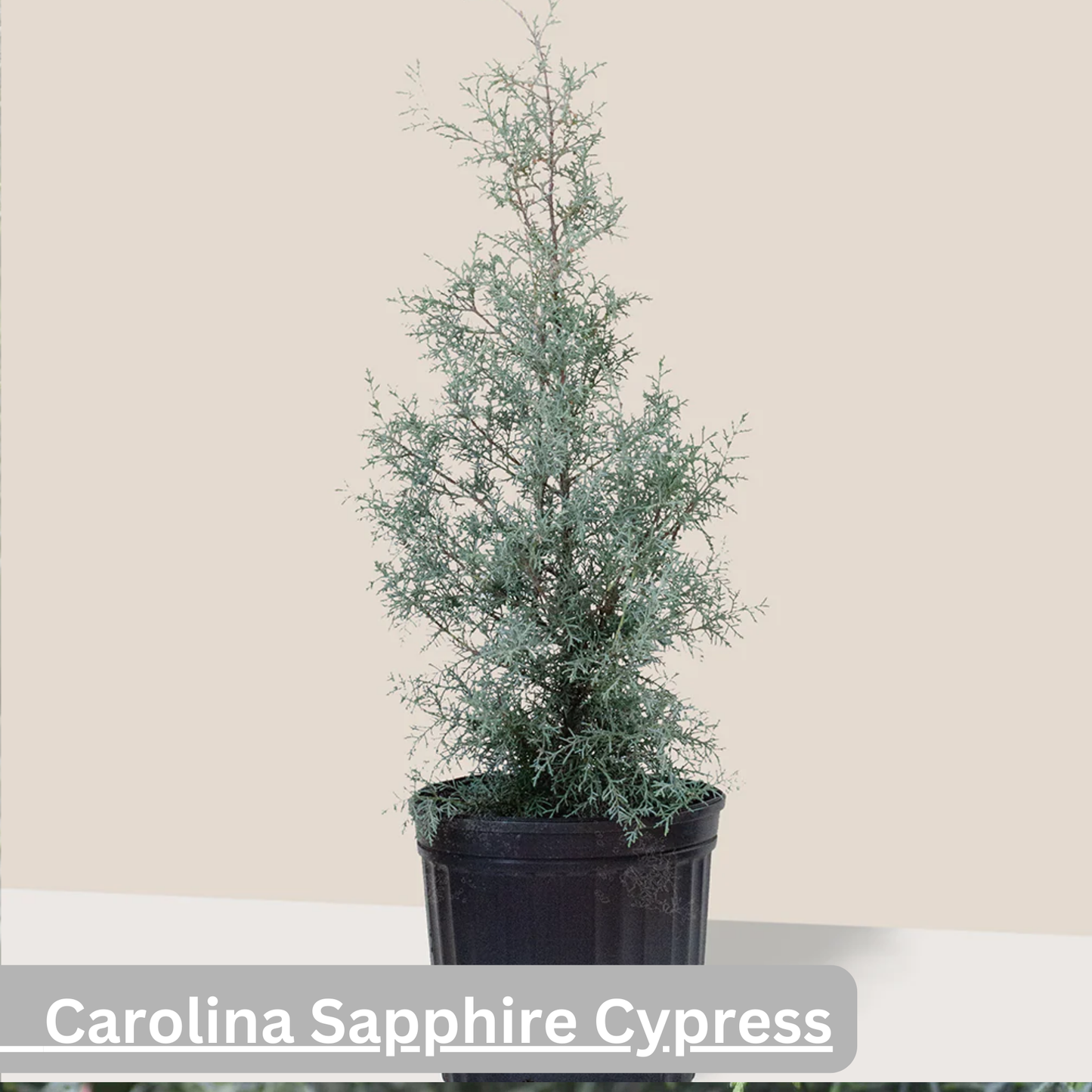 Carolina Sapphire Cypress Tree | Cupressus arizonica ‘Carolina Sapphire’