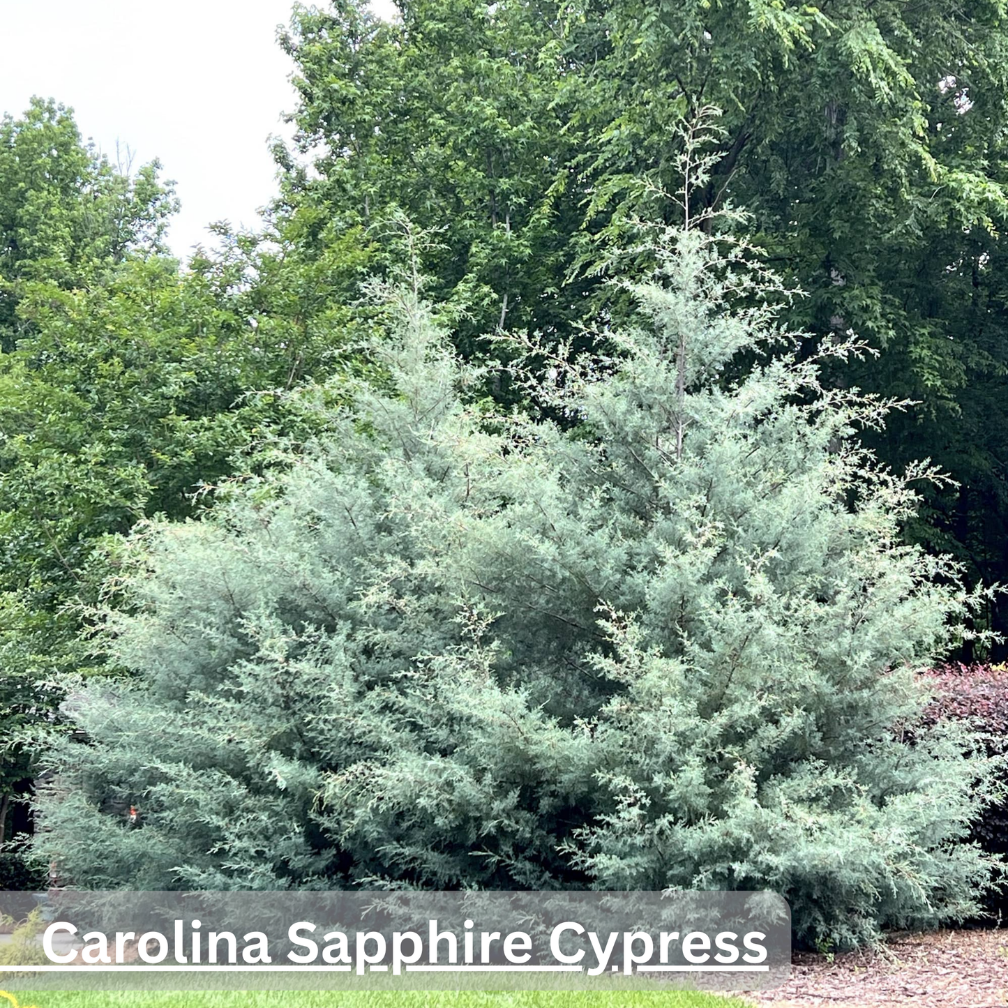Carolina Sapphire Cypress Tree | Cupressus arizonica ‘Carolina Sapphire’
