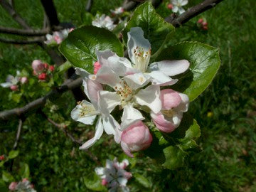 Mattamuskeet Apple Trees | Malus domestica 'Mattamuskeet'