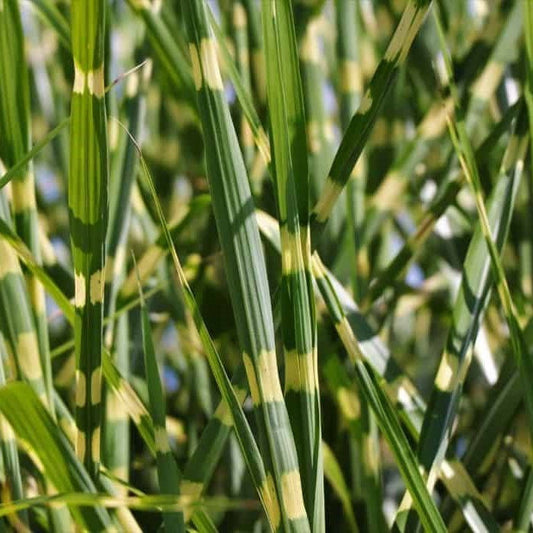 Porcupine Grass - Miscanthus sinensis 'Strictus'