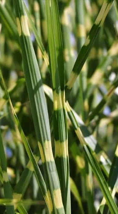 Porcupine Grass - Miscanthus sinensis 'Strictus'