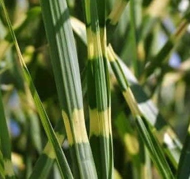 Porcupine Grass - Miscanthus sinensis 'Strictus'