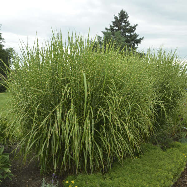 Porcupine Grass | Miscanthus sinensis 'Strictus'