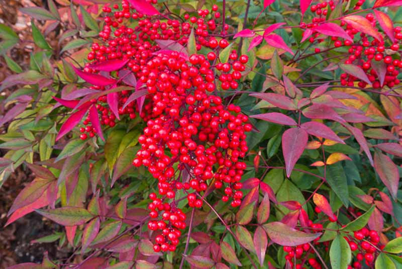 Nandina domestica ‘Heavenly Bamboo’ | Evergreen Landscape Shrub