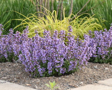 Nepeta Cat's Pajamas Catmint