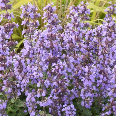 Nepeta Cat's Pajamas Catmint