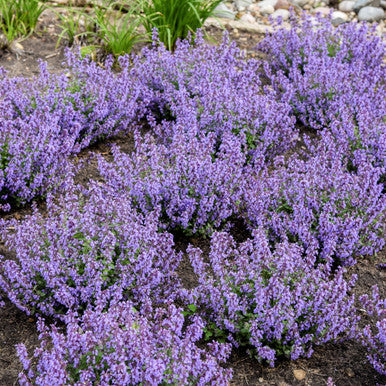 Nepeta Cat's Pajamas Catmint