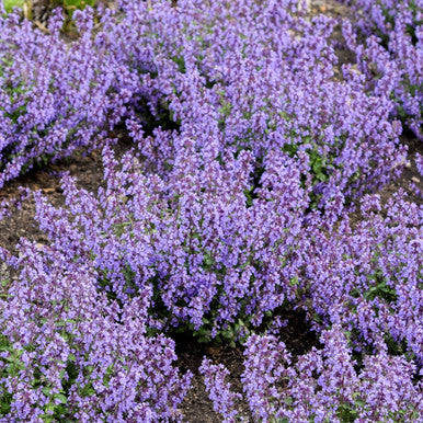 Nepeta Cat's Pajamas Catmint