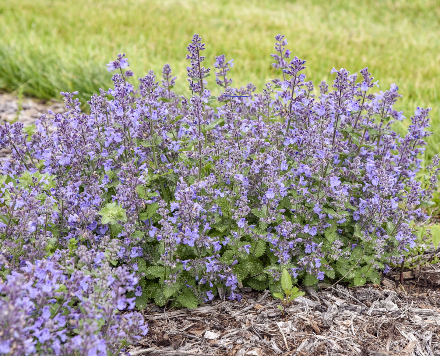Nepeta 'Catwalk Queen'  - Premium Quart