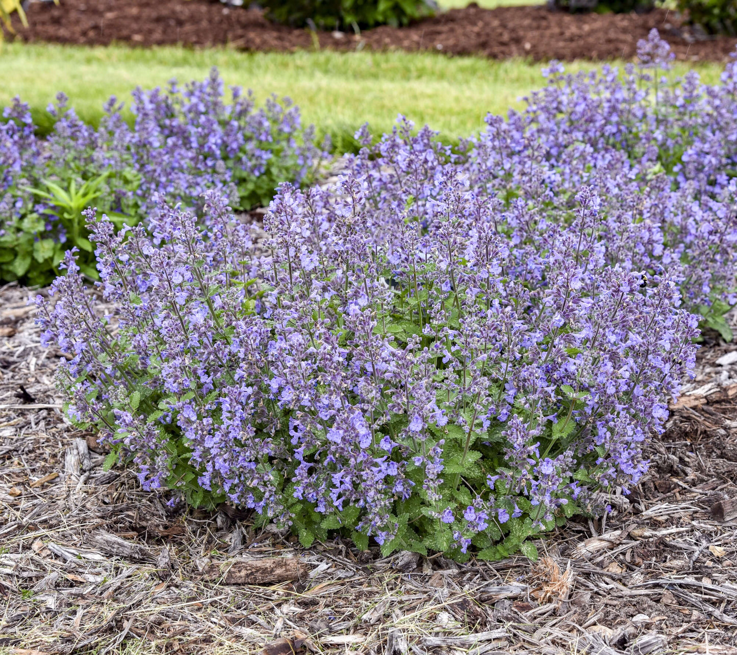 Nepeta 'Catwalk Queen'  - Premium Quart