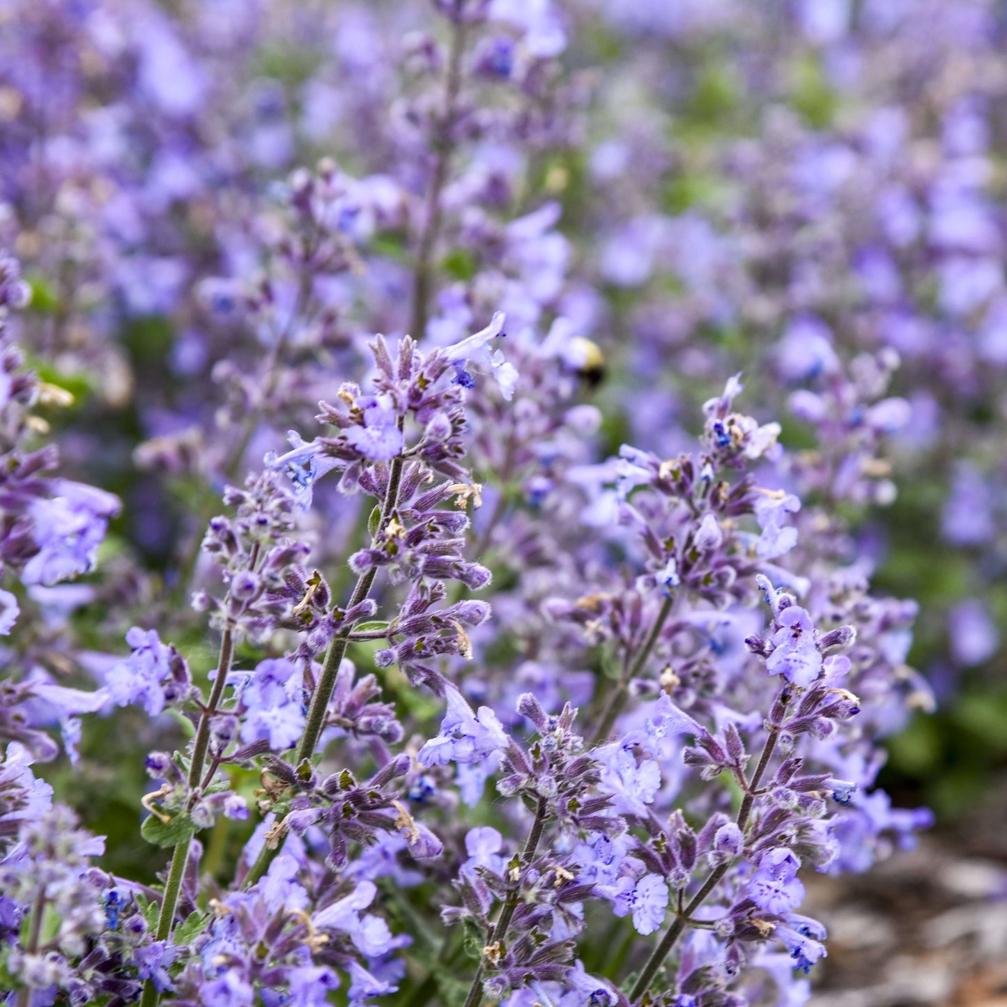 Nepeta 'Catwalk Queen'  - Premium Quart
