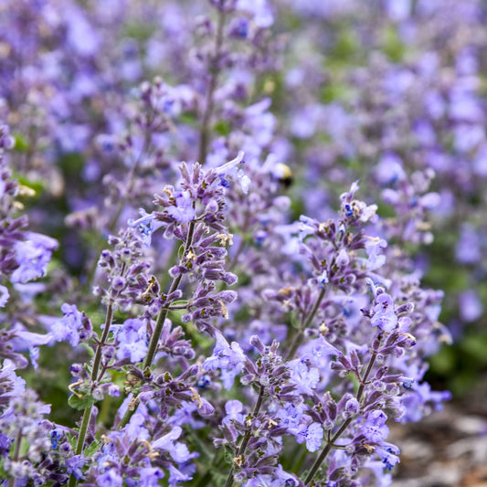 Nepeta 'Catwalk Queen'  - Premium Quart