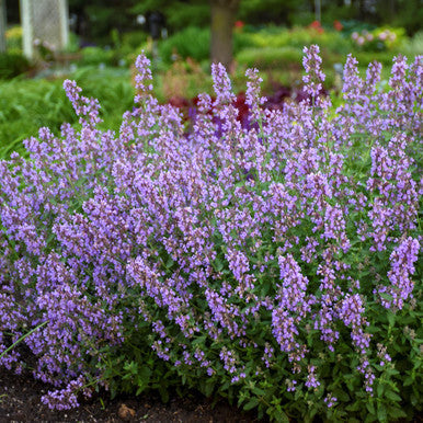 Nepeta 'Cat's Meow' Catmint  - Premium Quart