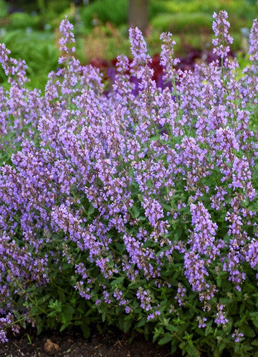 Nepeta 'Cat's Meow' Catmint  - Premium Quart