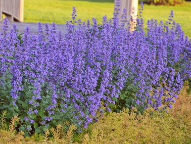 Nepeta 'Cat's Meow' Catmint  - Premium Quart