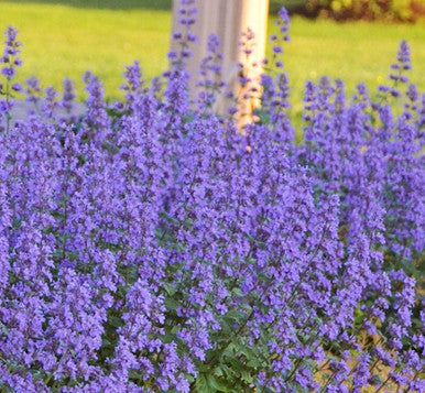 Nepeta 'Cat's Meow' Catmint  - Premium Quart