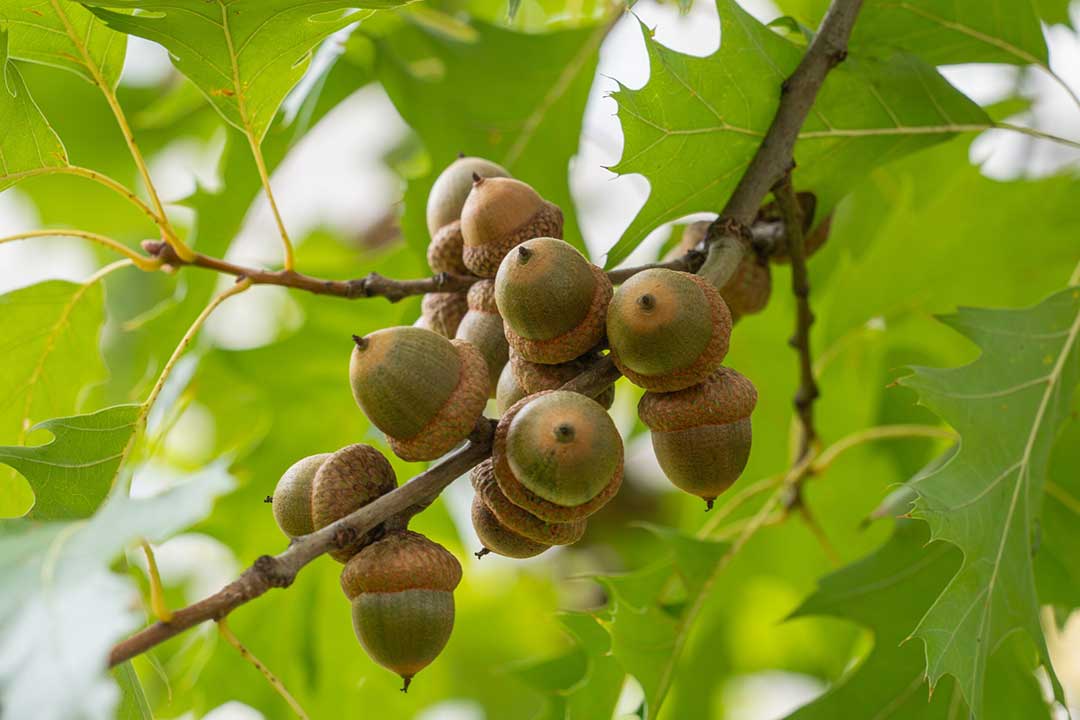 Northern Red Oak Seedlings | Quercus rubra