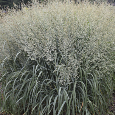 Prairie Winds® 'Niagara Falls' Switch Grass