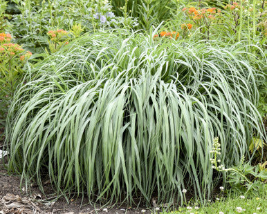 Prairie Winds® 'Niagara Falls' Switch Grass