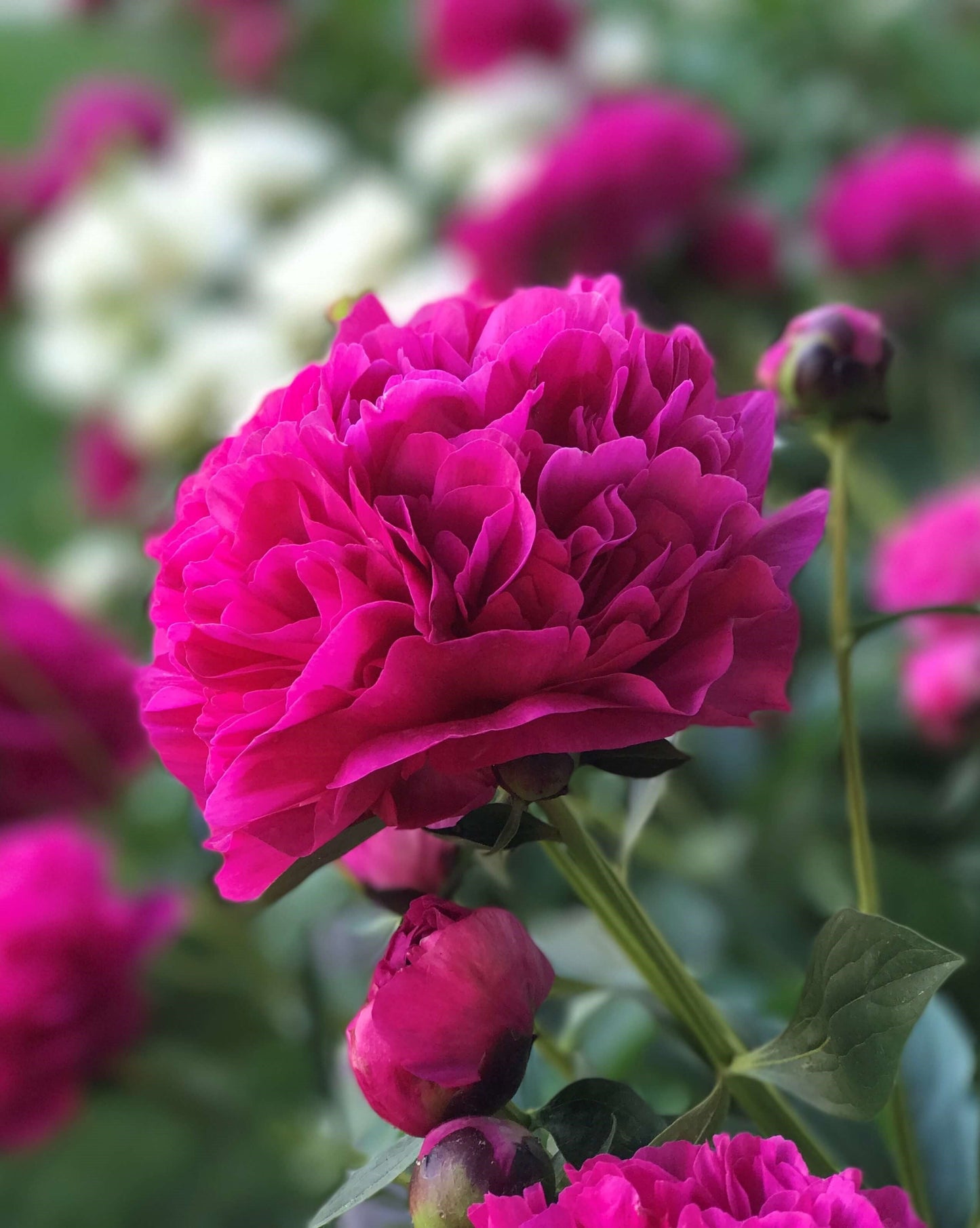 Kansas Peony | Paeonia lactiflora 'Kansas'