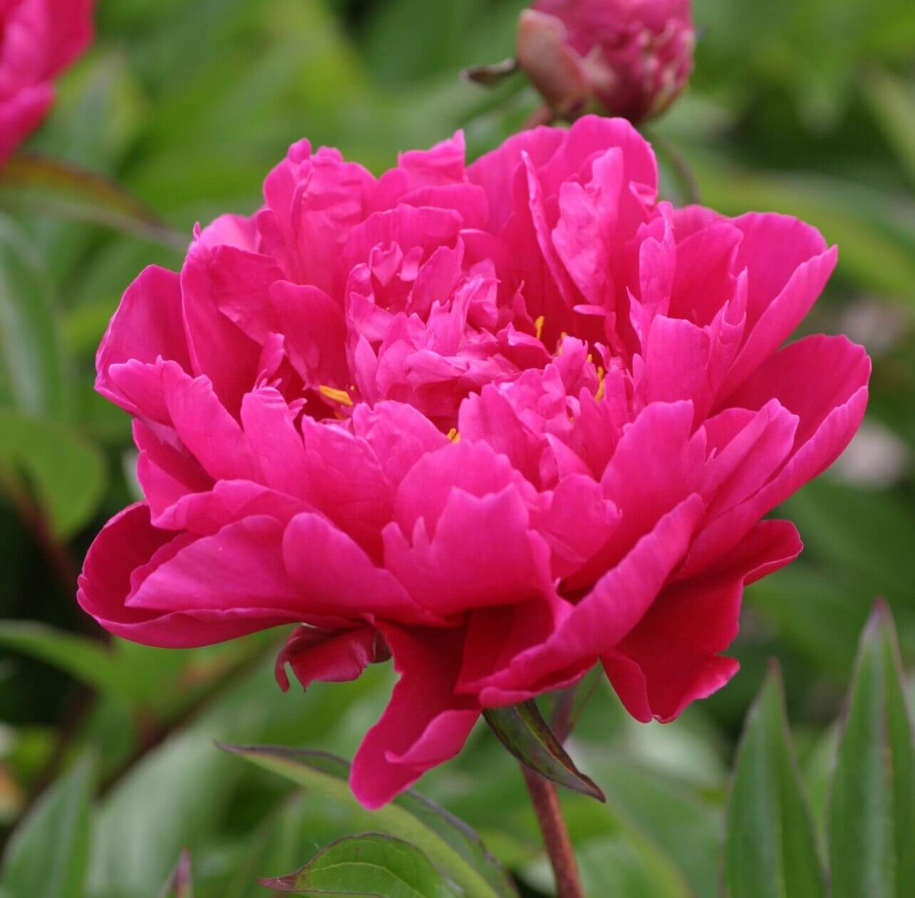 Karl Rosenfield Peony