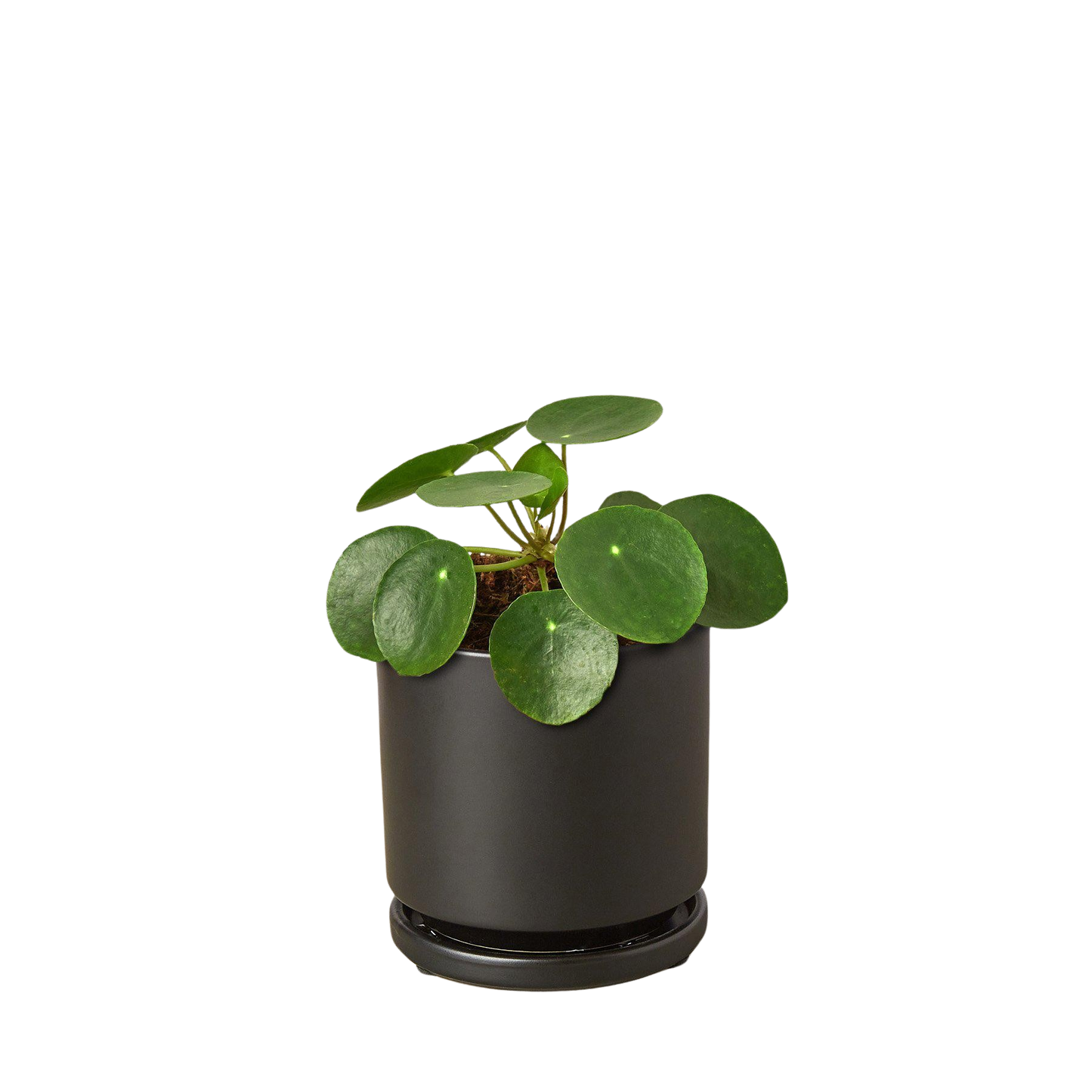 Pilea Peperomioides Chinese Money Plant | Easy Care Coin-Shaped Leaves | Ardent Gardeners