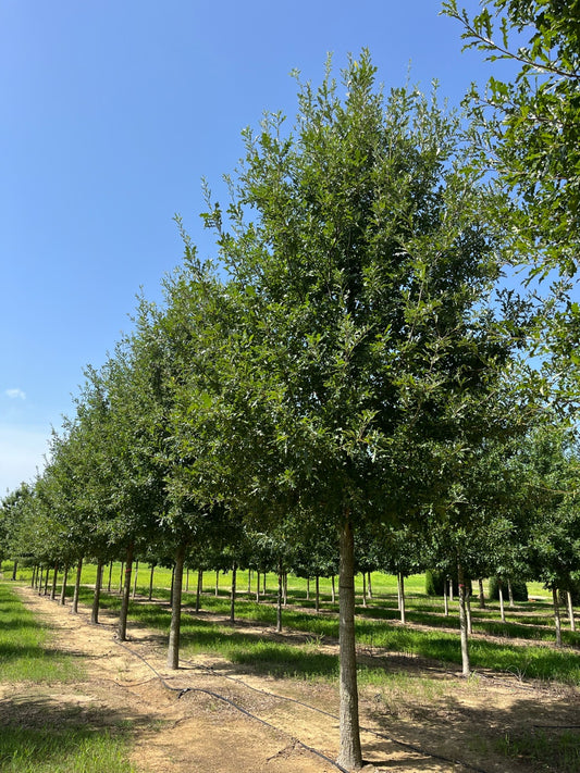 Compton Hybrid Oak | Quercus shumardii × Quercus lyrata