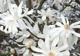 Magnolia 'Royal Star'