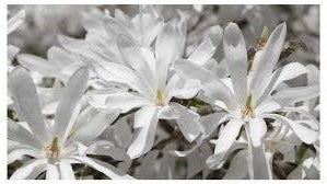 Magnolia 'Royal Star'