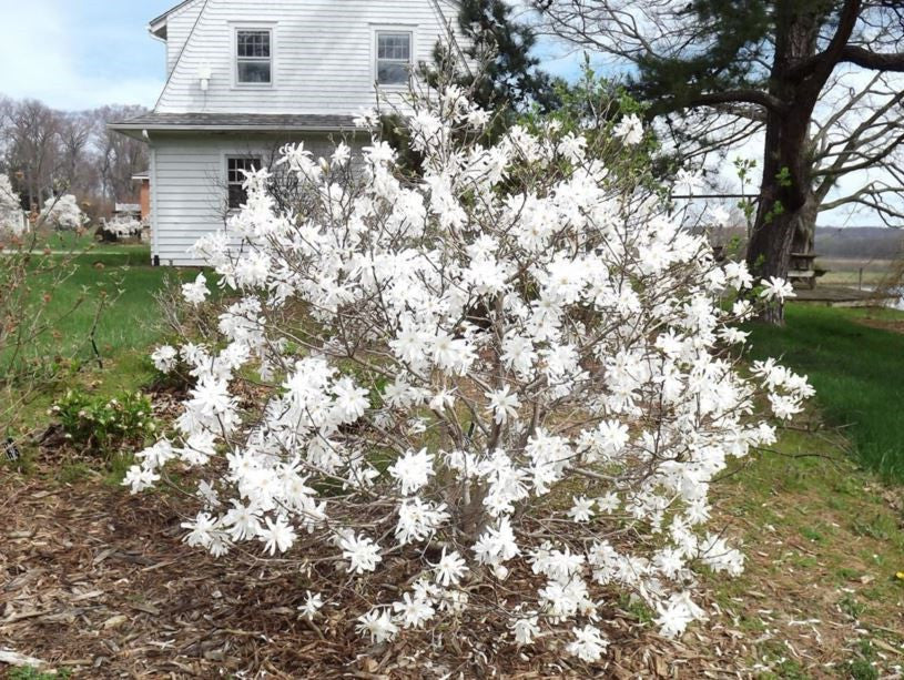 Magnolia 'Royal Star'