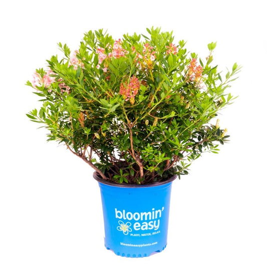 Bloombux® Magenta Rhododendron – Evergreen Boxwood Alternative with Bright Magenta Blooms