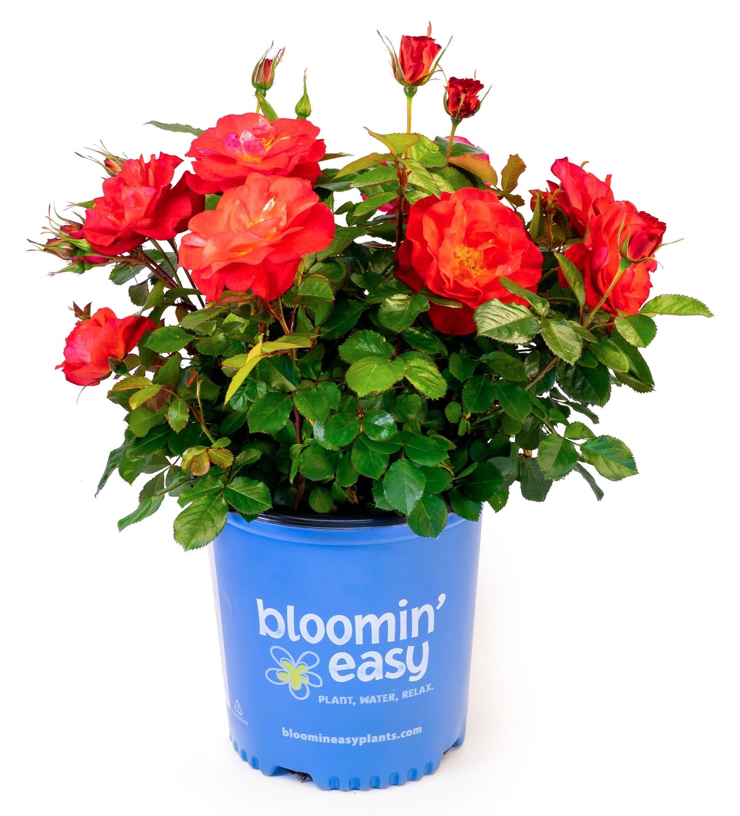 Cinnamon Hearts™ Rose -Repeat Bloomer
