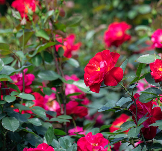 Cinnamon Hearts™ Rose -Repeat Bloomer
