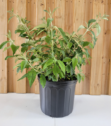 Bicolor Butterfly Bush | Fragrant Pollinator Shrub