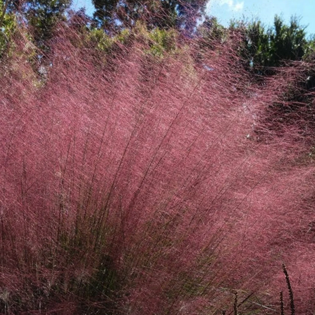 Pink Muhly Grass | Muhlenbergia capillaris