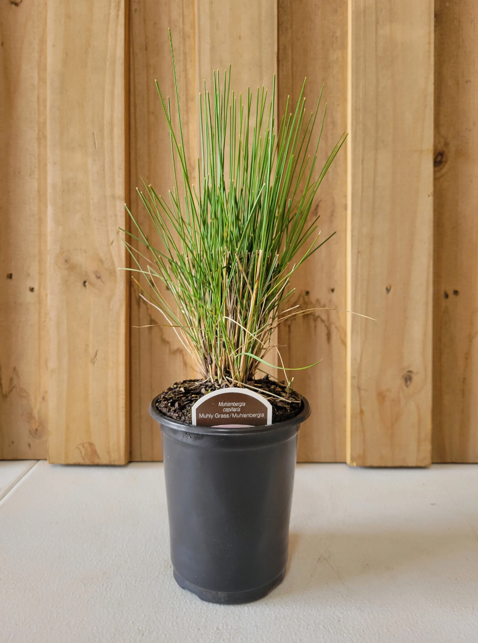 Pink Muhly Grass | Muhlenbergia capillaris